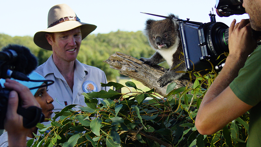 Save the Koala Month 